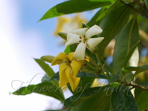 Queensland Frangipani